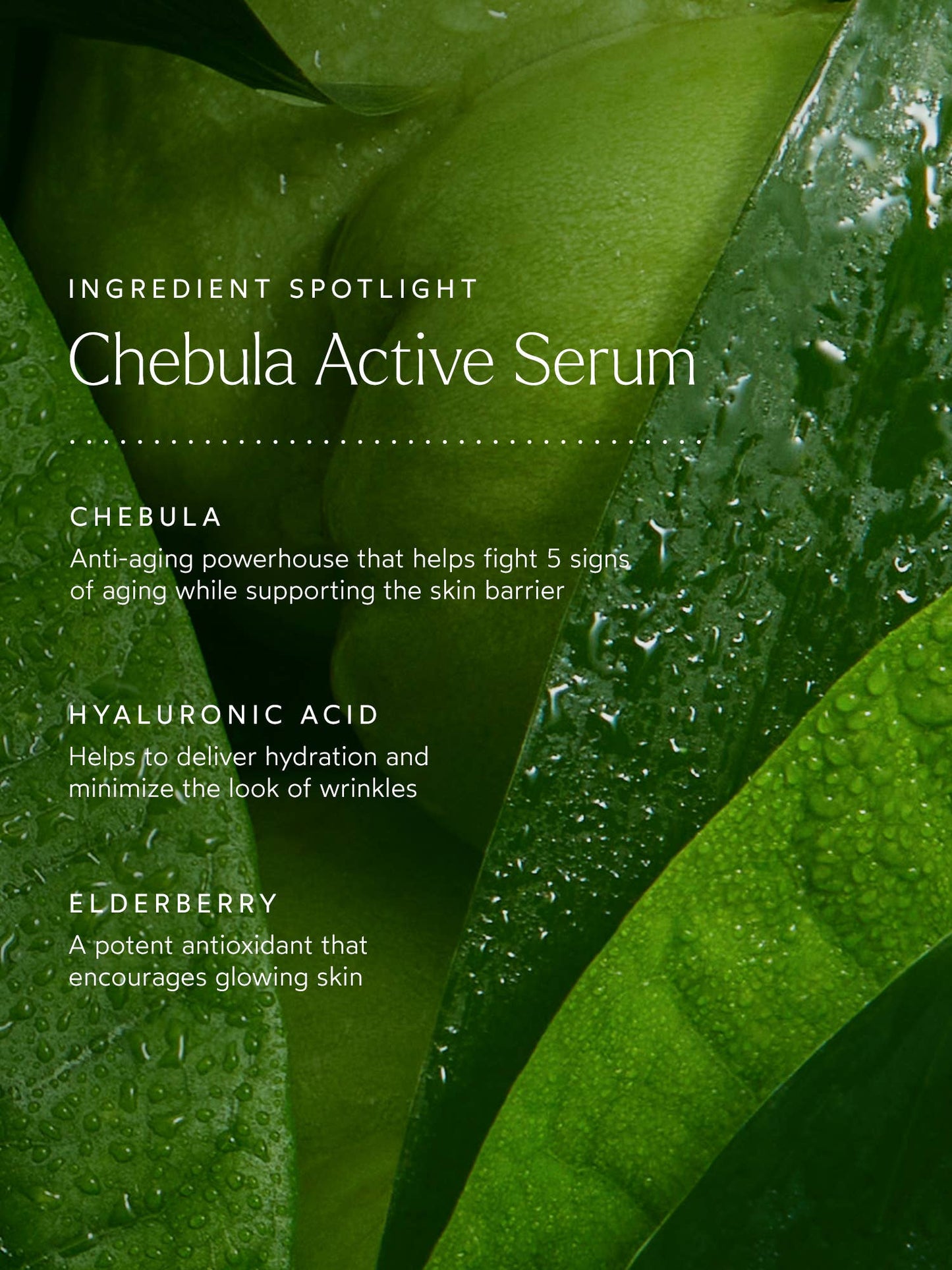 TRUE BOTANICALS Renew Chebula Active Serum: Full Size (1 fl oz | 30 ml)
