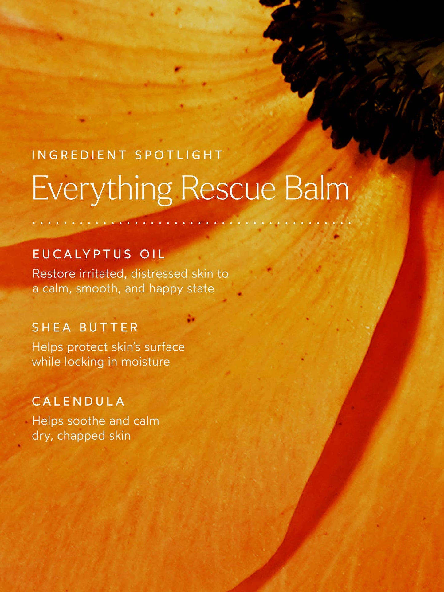 TRUE BOTANICALS Everything Rescue Balm: Full Size (1.7 oz | 50 ml)