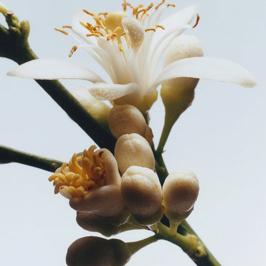 JO MALONE | Orange Blossom