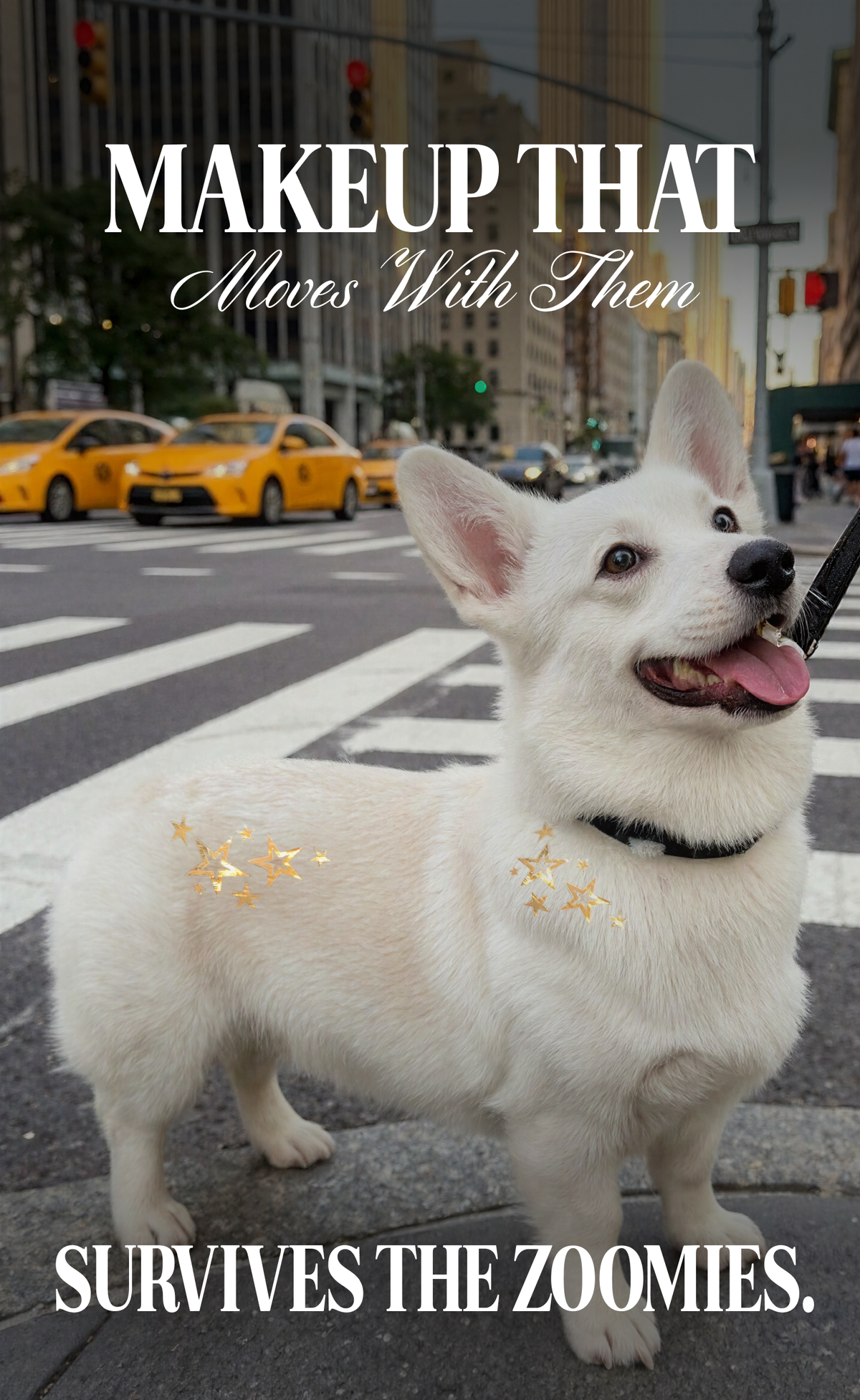 FAZIT Golden Star Speckles Pet Patches for Dogs