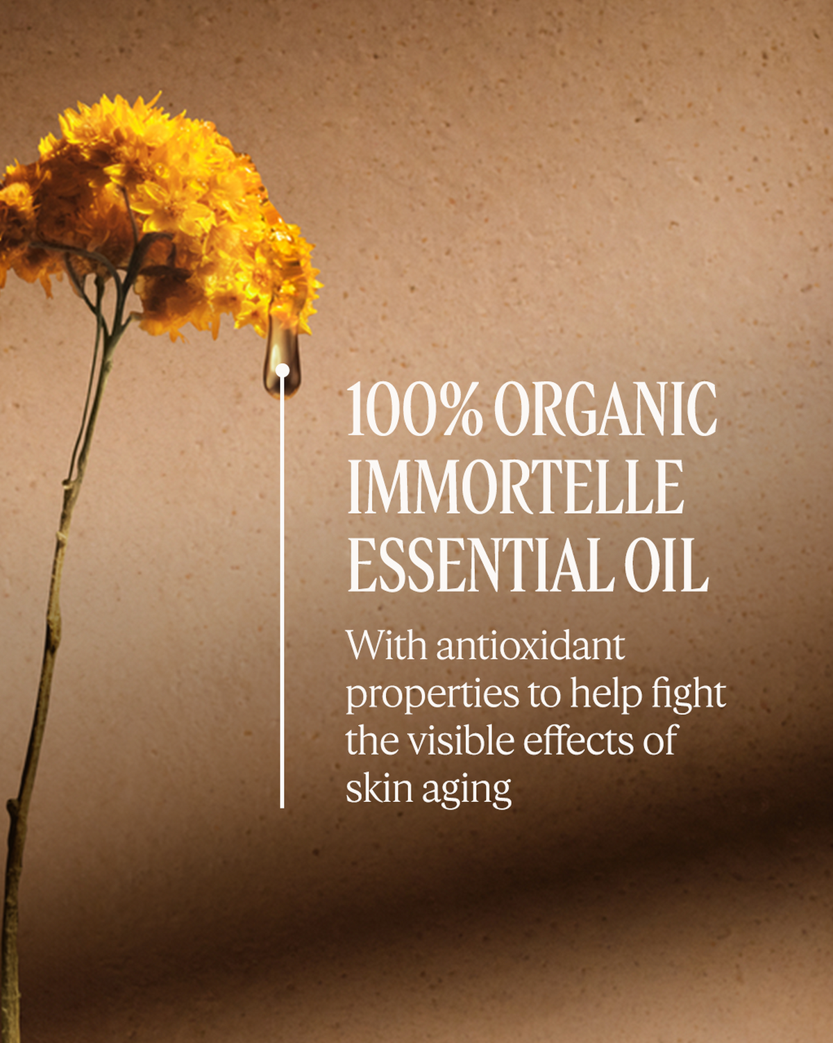L'Occitane Immortelle Divine Hand Serum-in-Cream 2.5 oz tube
